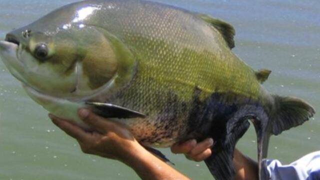 China desplazó a Perú y ahora lidera la producción de peces amazónicos