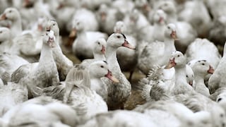 Qué es la gripe aviar, cuáles son sus síntomas y peligrosidad