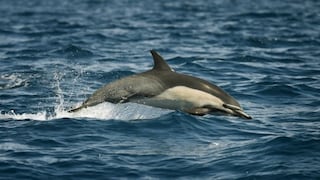 Los delfines salvajes están más enfermos que los cautivos, según estudio