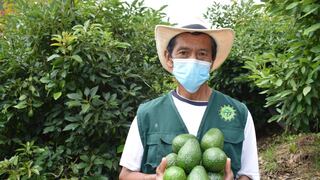 Agroexportaciones peruanas suben en más de 50% ante envíos de paltas, espárragos y mangos 