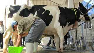 Minagri pide a industrias lecheras instalar plantas UHT para evitar pérdidas de leche