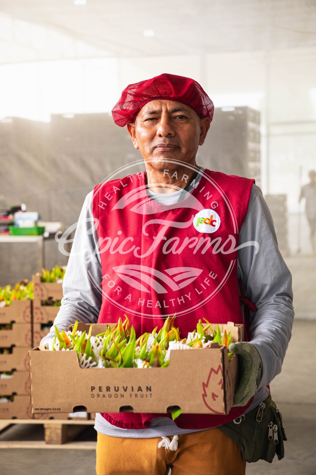 Epic Farms apuesta por combinar exportación de fruta fresca y productos industrializados para capturar una mayor porción del valor de la cadena de la pitahaya.