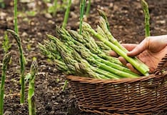 Danper enfrenta caída de precios del espárrago con tecnología y ajuste productivo