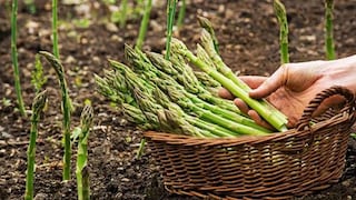 Danper enfrenta caída de precios del espárrago con tecnología y ajuste productivo