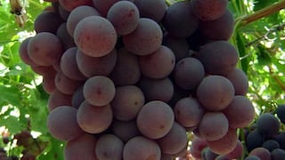 Exportaciones de uva fresca fueron las de mayor valor con US$ 119 millones en enero