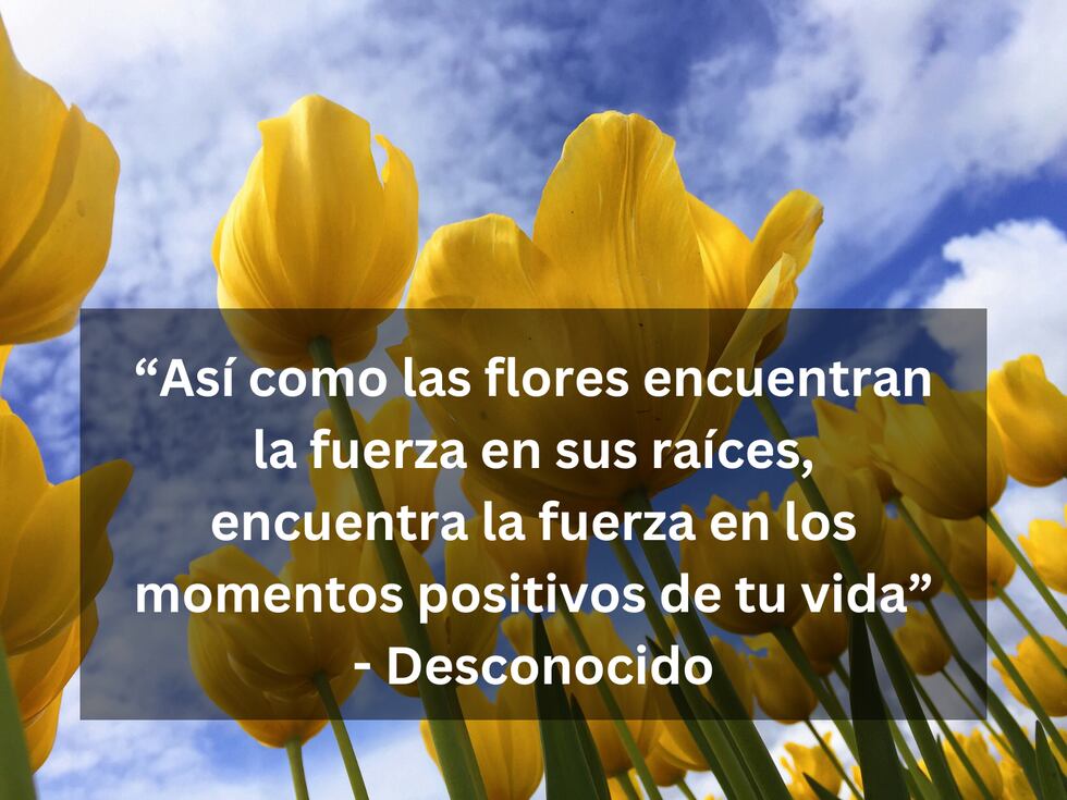 “Así como las flores encuentran la fuerza en sus raíces, encuentra la fuerza en los momentos positivos de tu vida” - Desconocido | Foto de Melissa Askew en Unsplash / Composición Mix
