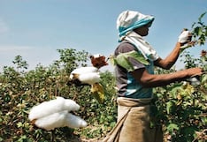 Mercantil Algodonera ‘desmota’ exportaciones para priorizar mercado local, ¿por qué?