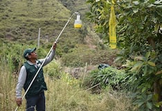 La otra cara de El Niño: el golpe al sector agrícola por la mayor presencia de plagas