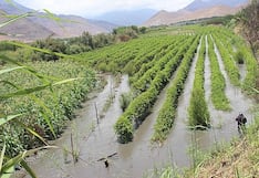 Mejora de los sistemas de seguro para agricultores, ¿qué incluye?