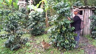 ACCDER: productores de café y cacao accedieron a más créditos por retrasos en producción 