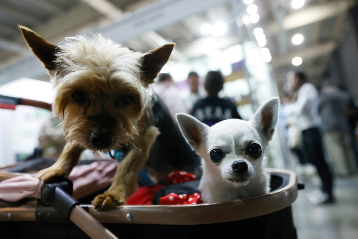 Fotografía del 30 de mayo 2026 que muestra perros en un coche durante la 'Expo Mascotas & Animales', en Santiago (Chile). Mientras la natalidad en Chile cae a mínimos históricos y se reducen las maternidades en algunos hospitales, las mascotas ganan terreno y la industria de los animales domésticos experimenta un crecimiento explosivo en el país con la tasa de fecundidad más baja de Latinoamérica. EFE/ Elvis González