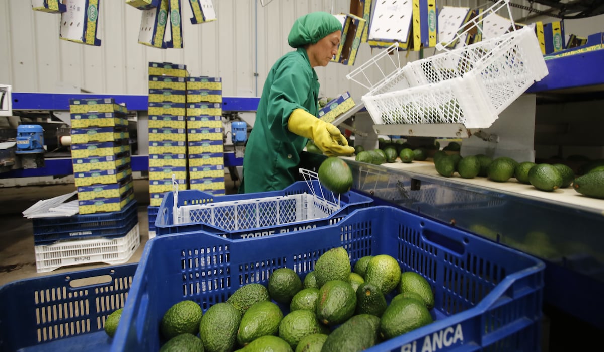 FEN pasa factura a la producción de palta en Perú. (Foto: GEC)