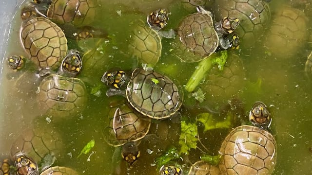 “Ve y sé feliz”: Liberan a miles de crías de tortugas de río en selva peruana