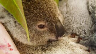 Koala huérfano halla consuelo en un peluche