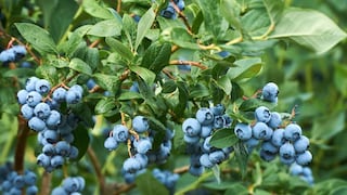 Valle y Pampa escala su apuesta: proyecta 18,000 toneladas de arándanos en Pisco al 2027