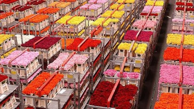 Perú es el noveno proveedor de flores al mercado estadounidense