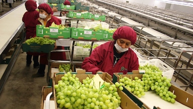 Conoce los principales productos de agroexportación que se podrían ver afectados por una eventual intensificación del Fenómeno de El Niño. (Foto: Andina)
