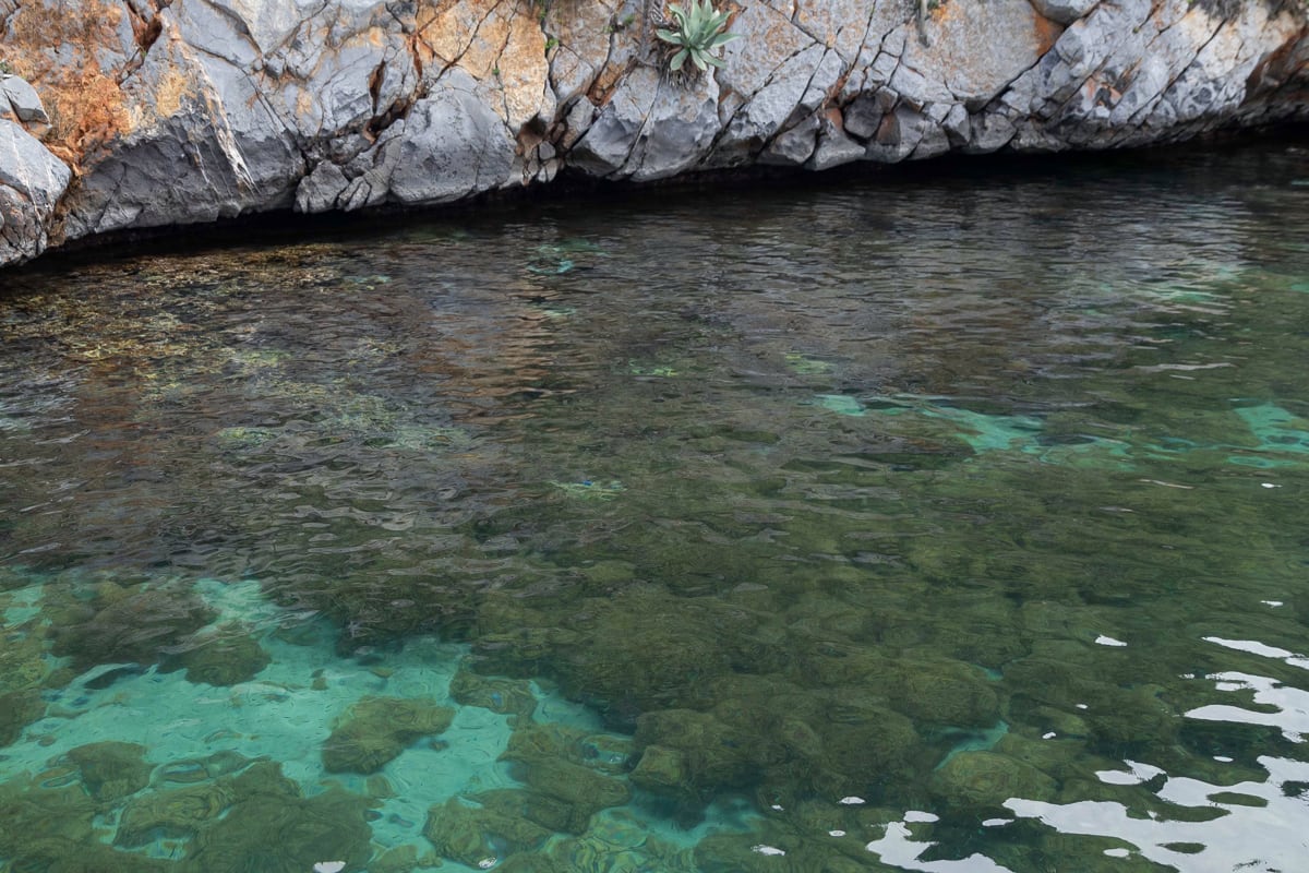 ANZOATEGUI (VENEZUELA)- Fotografía que muestra al coral invasor Unomia stolofínera en el Parque Nacional Mochima, el 21 de junio de 2024, en Anzoategui (Venezuela). Un coral llamado "unomia stolofínera", originario de Indonesia, invade silenciosamente la costa de Venezuela desde hace casi dos décadas, pero su rápida propagación ha comenzado a alterar actividades humanas como la pesca y el turismo, un problema que amenaza con extenderse por todo el Caribe. EFE/ Ronald Peña R