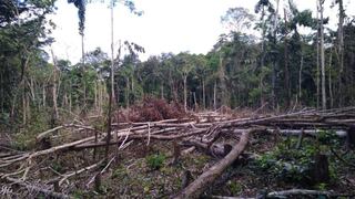 La voracidad de los países ricos es el motor de la deforestación tropical, según estudio