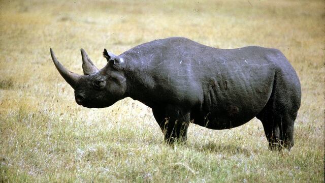 El “bono rinoceronte” irrumpe en el mercado para salvar animales sudafricanos
