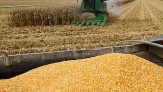 Argentina amplía volúmenes de maíz para exportación con el fin de sumar divisas