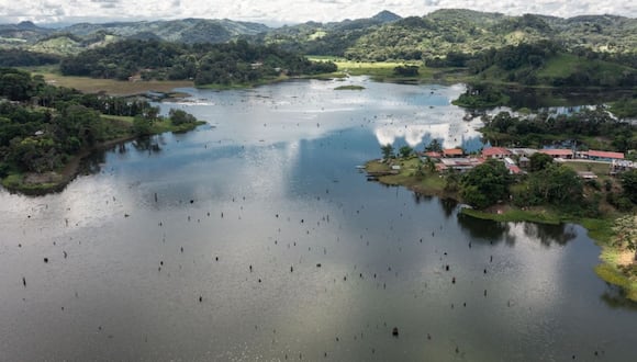 Tocones de árboles emergen del bajo nivel del agua en el lago Gatún, en el corregimiento de Ciricito, en el distrito de Colón, Panamá.
