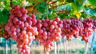 MEF se corrige: Puso en riesgo la exportación de uva por US$ 1,000 millones