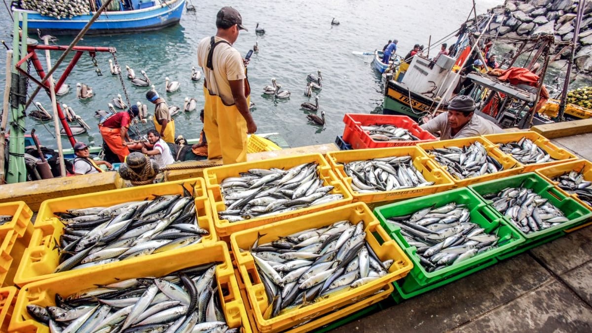 Produce reporta más de 1,300 habilitaciones sanitarias para pesca y acuicultura en seis meses