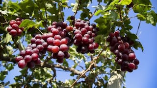 Diez países adquieren el 87% de uvas frescas que exporta el Perú