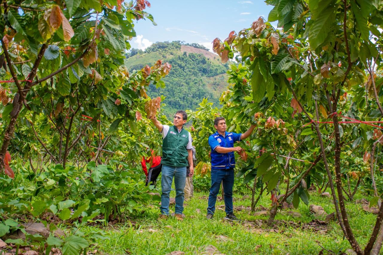 El Senamhi prevé condiciones de riesgo agroclimático para el cacao en principales zonas productoras de la Amazonía