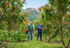 Cacao del Perú: ¿cambiará escenario para insumo clave del chocolate en 2026?
