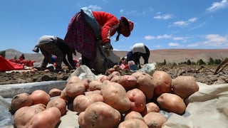 Perú encabeza la producción de papa en América Latina, según Midagri 