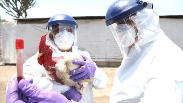 Crean grupo de trabajo para vigilancia de gripe aviar en animales y personas