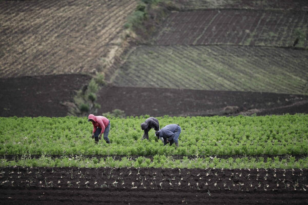 En esos Estados, los agricultores se han quejado de que el aumento de las importaciones agroalimentarias de Kiev por la suspensión de aranceles supone una competencia a la que no pueden hacer frente. (Foto: EFE)