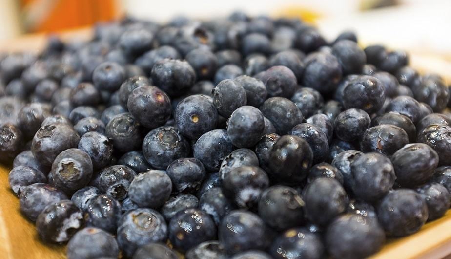 Para ACP, el 2026 marcará el final de su ambicioso recambio varietal en arándanos, un proceso clave para elevar rendimientos y competitividad. Foto: Andina