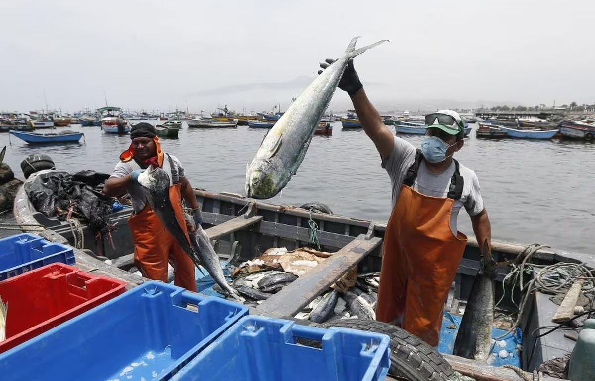 6 de abril del 2009. Hace 15 años. Inversión en pesca llegará a US$ 80 mlls. en este año.