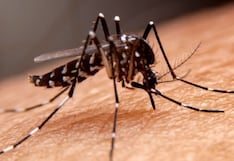 Dengue: ¿Cuál es el mosquito transmisor y cómo evito contagiarme?