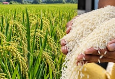 Arroz peruano conquistó nuevo mercado: Midagri destaca primer arribo a Estados Unidos