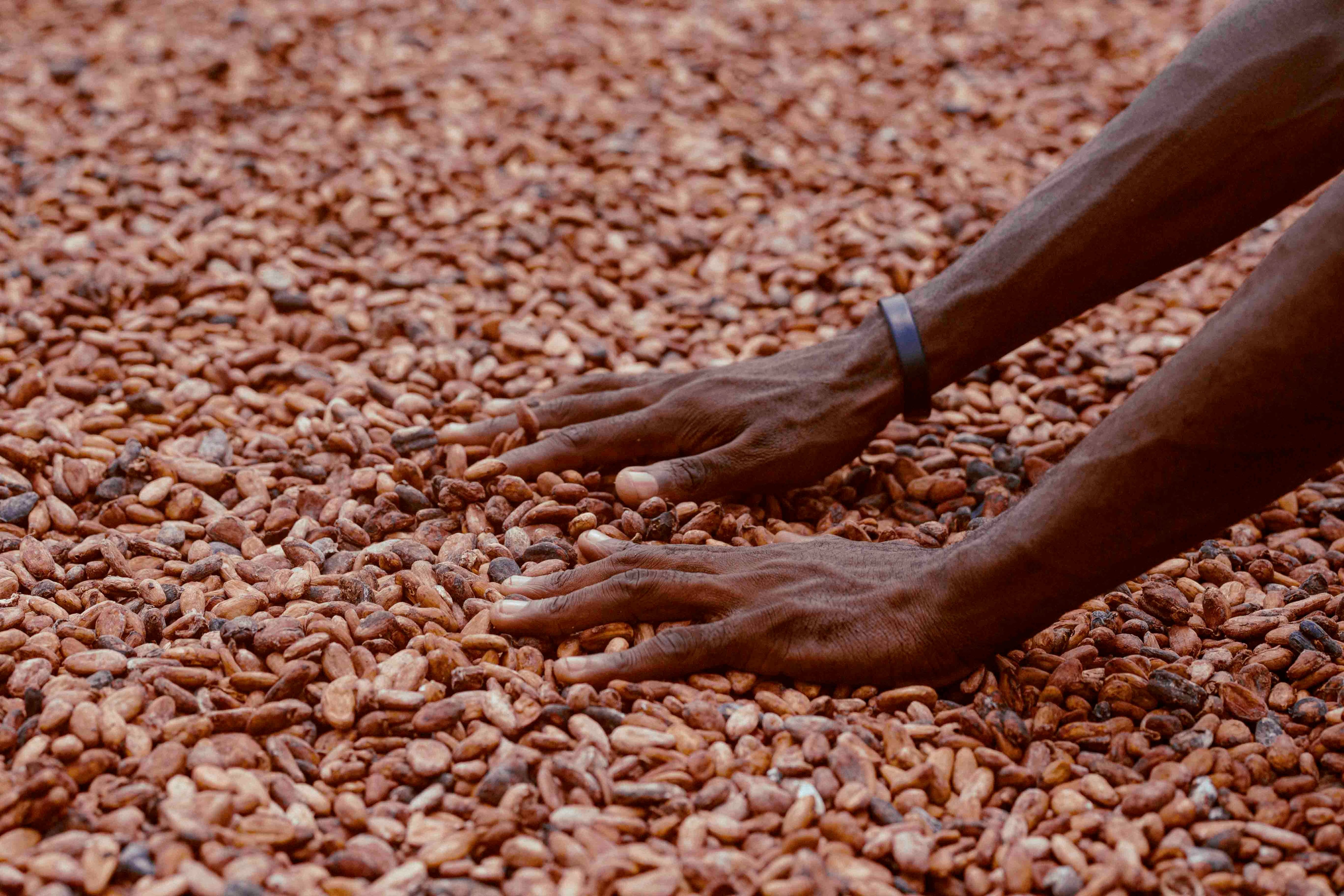 Día Mundial del Cacao: precios se sitúan por encima de los 5.600 dólares por tonelada en España. Foto: Pexels