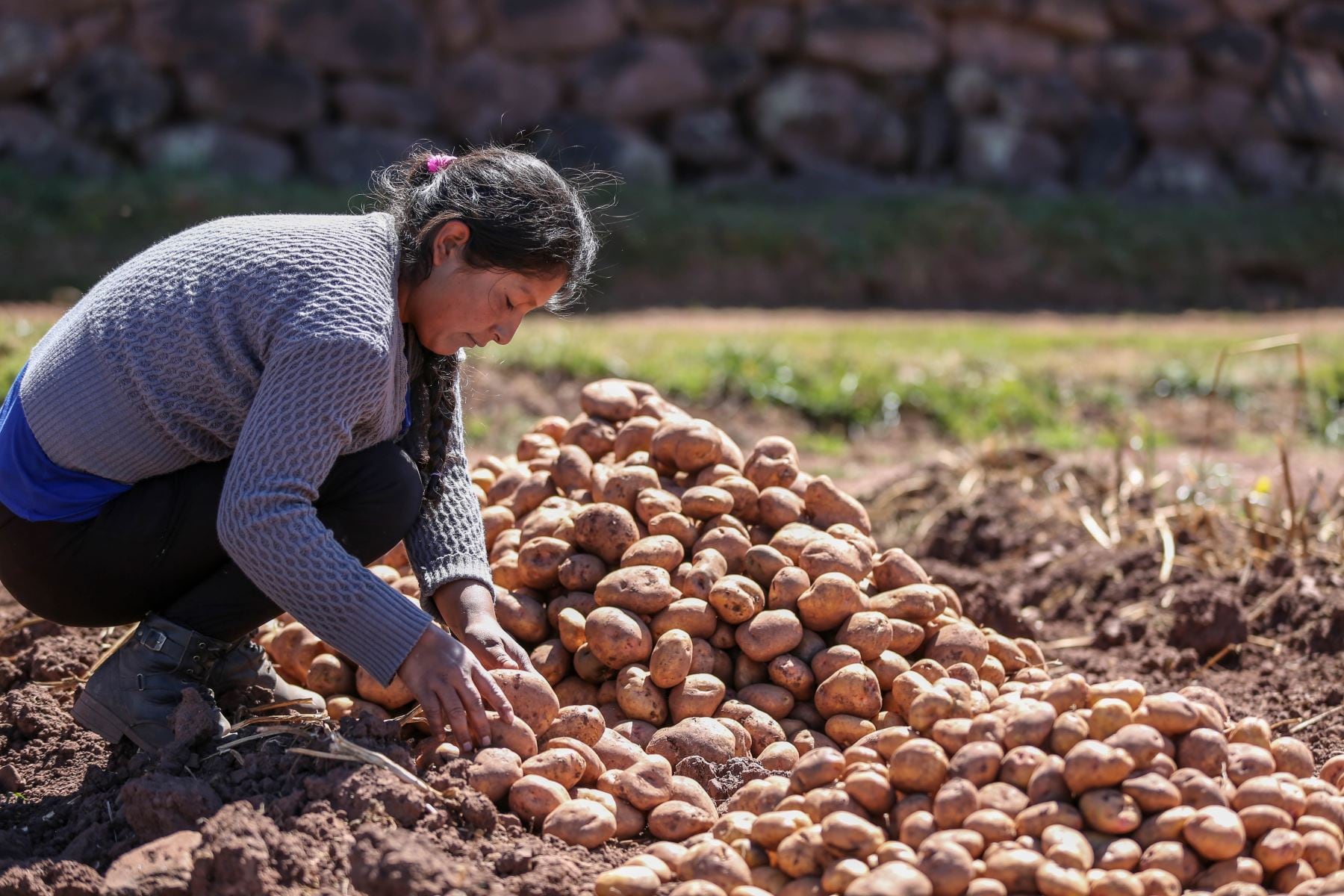 Agroideas implementará 815 planes de negocio hasta junio del 2026 con más de 25,000 productores agrícolas beneficiados, anunció el premier. Foto: difusión