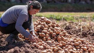 Créditos a mypes del agro y servicios: ¿cuántos recursos se destinarán?