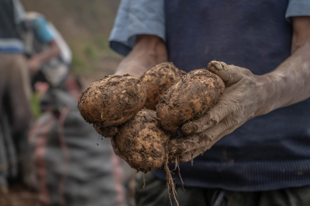 Especialistas del gigante asiático plantean una estrategia para recuperar semillas de papa libres de virus. (Foto: Pexels)
