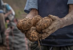 Tres pasos para hacer más rentable el cultivo de la papa en Perú, según el modelo chino