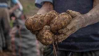 Tres pasos para hacer más rentable el cultivo de la papa en Perú, según el modelo chino