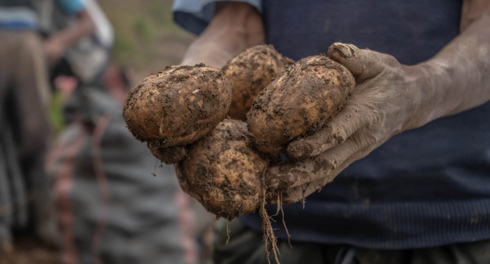 Perú y China comparten estrategias para revitalizar la producción de papa