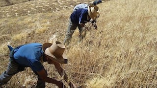 Censo nacional agrario inicia el 15 de octubre y durará un mes