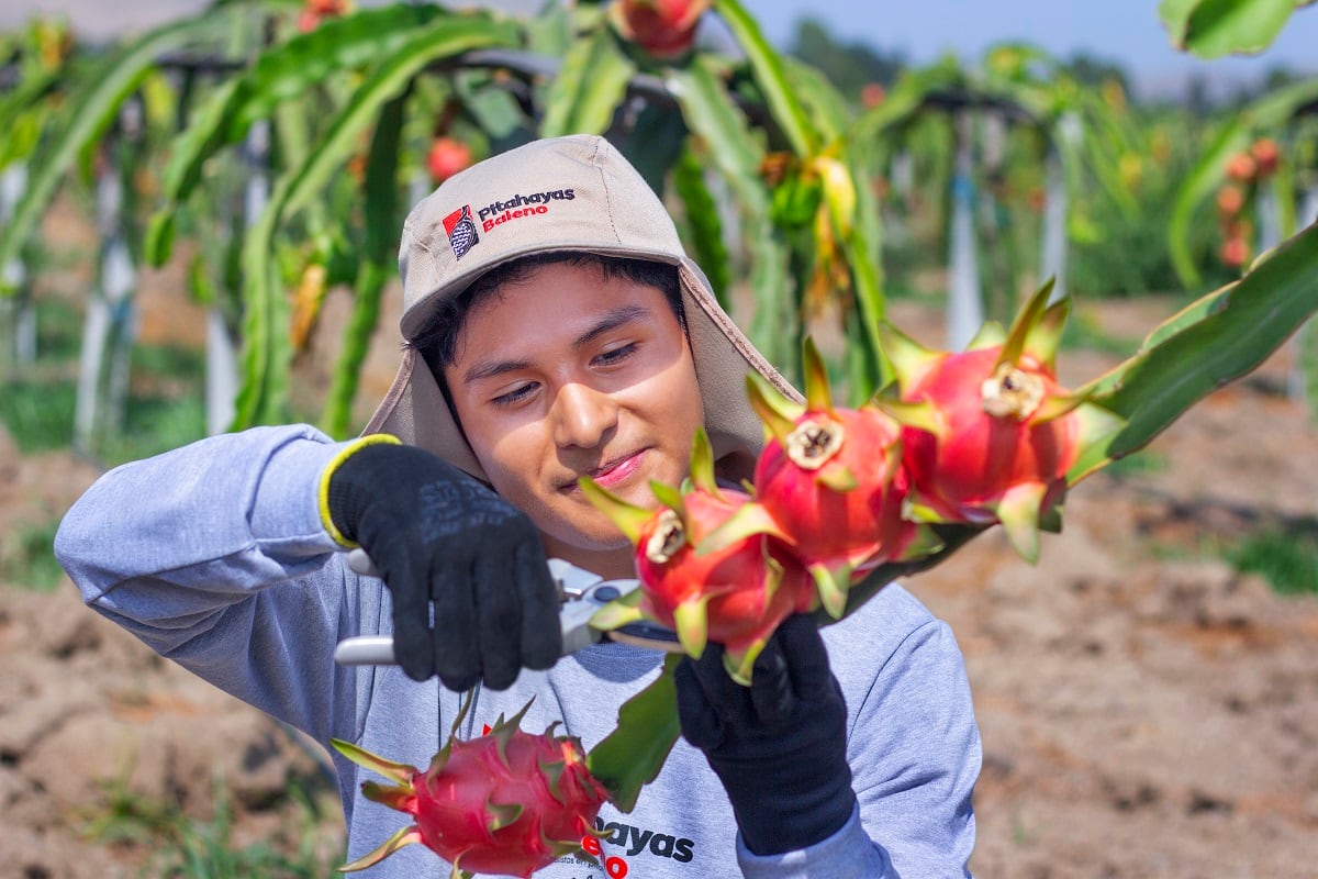 Agroindustria Baleno cultiva pitahaya de la variedad Undatus Vietnam. (Fotos: Agroindustria Baleno)