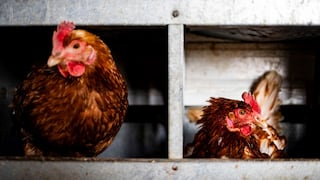 Exorbitante precio de huevos lleva a más estadounidenses a criar gallinas
