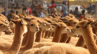 Cajamarca impulsa producción de fibra de vicuña y proyecta duplicar exportación este año