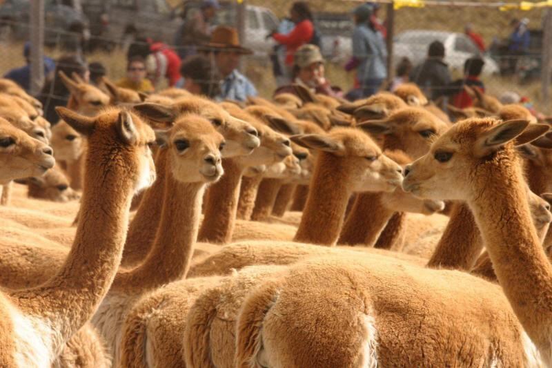 Fibra de vicuña. (Foto: Difusión)